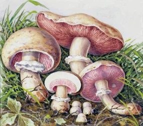 Study of Fungus